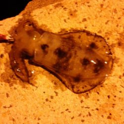 釣ブームらしいですね